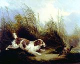 George Armfield Canvas Paintings - Spaniel Flushing Mallard